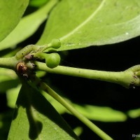 Euonymus walkeri Wight